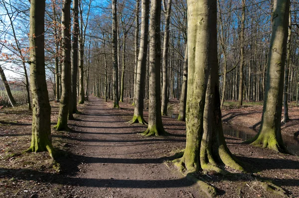 Sentiero nella foresta — Foto Stock