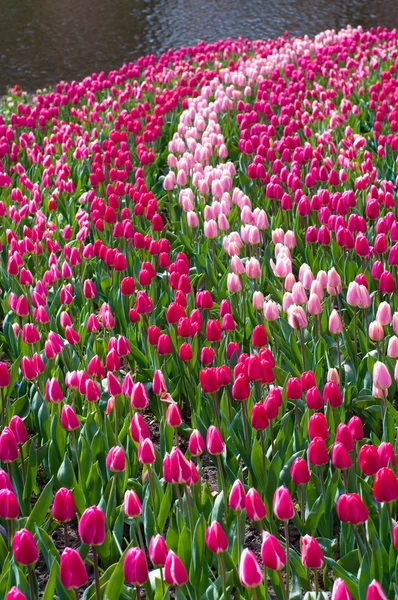 Campo de tulipas — Fotografia de Stock