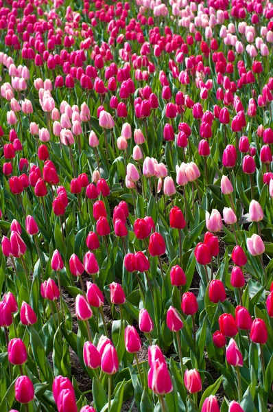 Campo de tulipanes —  Fotos de Stock
