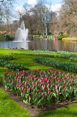 Lale bahçesinde keukenhof