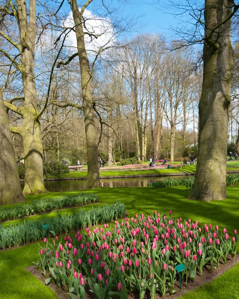 Jardín de tulipanes en Keukenhof, Holanda — Foto de Stock