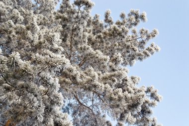 çam frost ile kaplı bir taç.