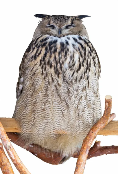 Búho con los ojos cerrados, sentado en una rama. aislado — Foto de Stock