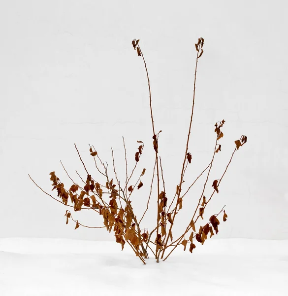 Arbusto seco contra uma parede branca, abaixo da neve — Fotografia de Stock