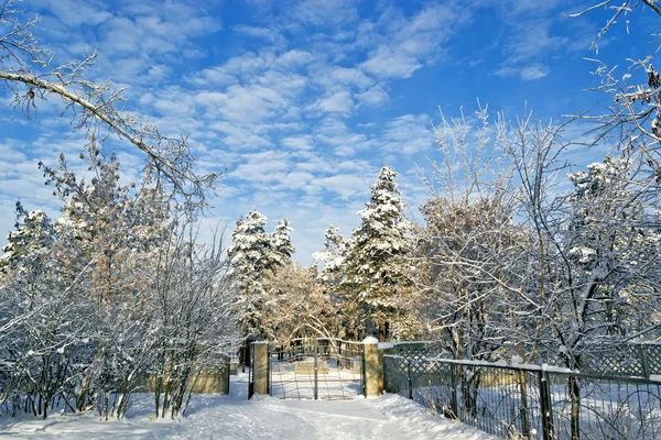 Fák a hóban, a kék ég ellen a kerítés mellett — Stock Fotó