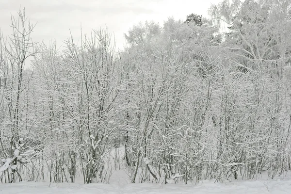 Ramitas cubiertas de nieve en el fondo del cielo blanco. primer plano — Foto de Stock
