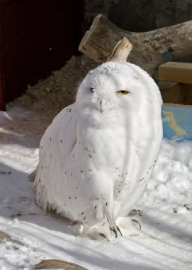Snowy owl, white with hooded eyes. isolated clipart