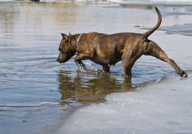 Staffordshire terrier buz yakınsak ile su girer