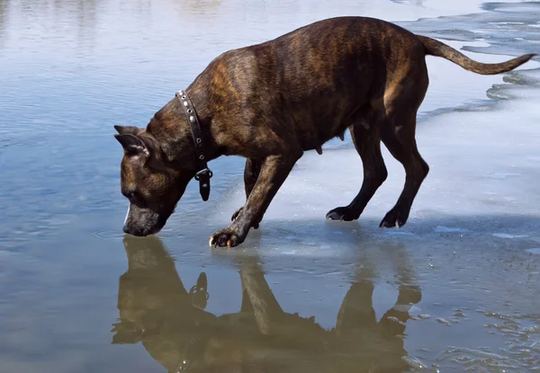 Staffordshire Terrier trinkt Wasser, während er auf dünnem Eis steht — Stockfoto