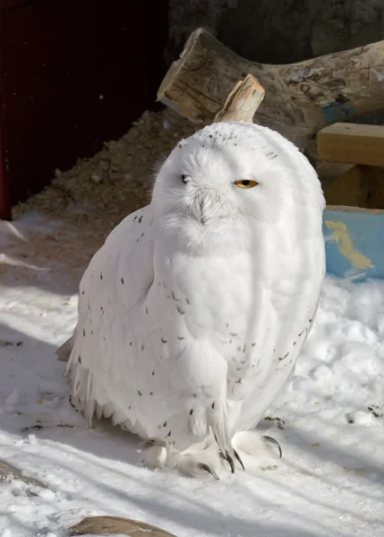 Coruja nevada, branca com olhos encapuzados. isolado — Fotografia de Stock