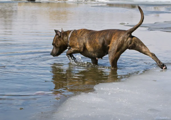 Staffordshire Terrier geht mit Eis ins Wasser — Stockfoto