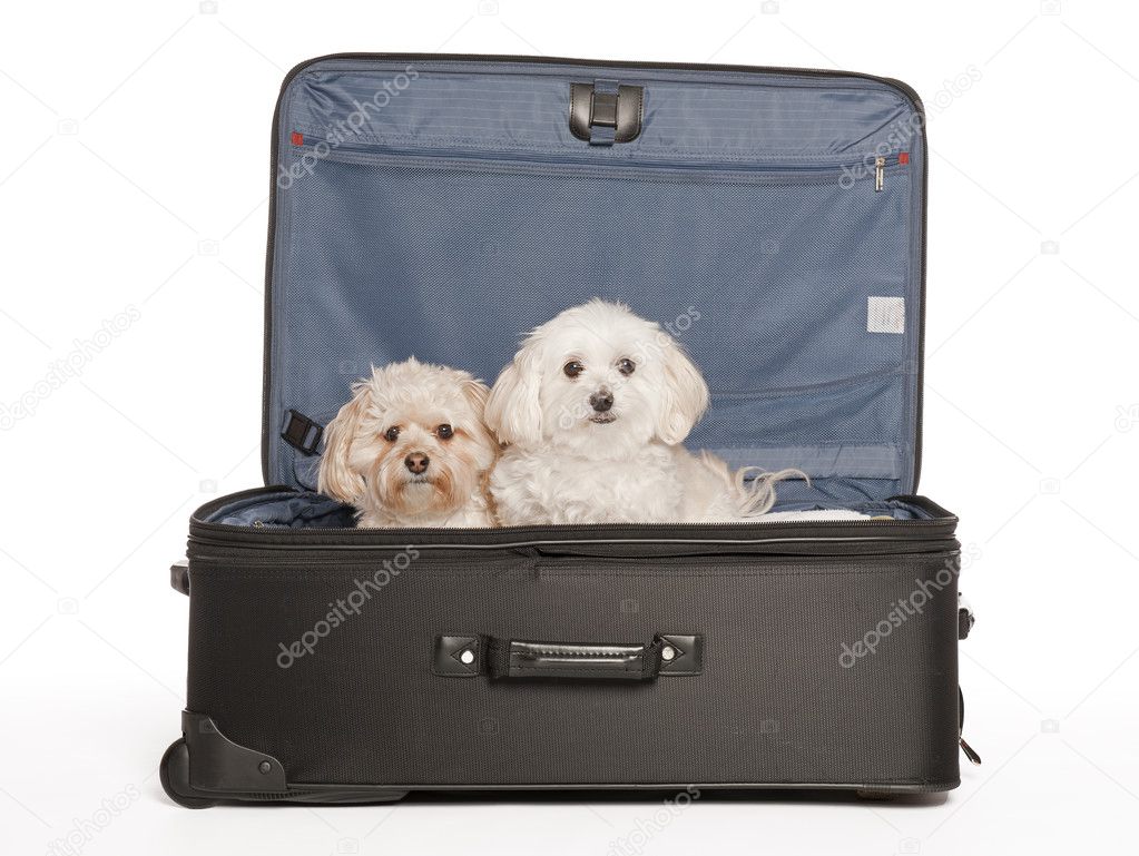 Please Take Us With You