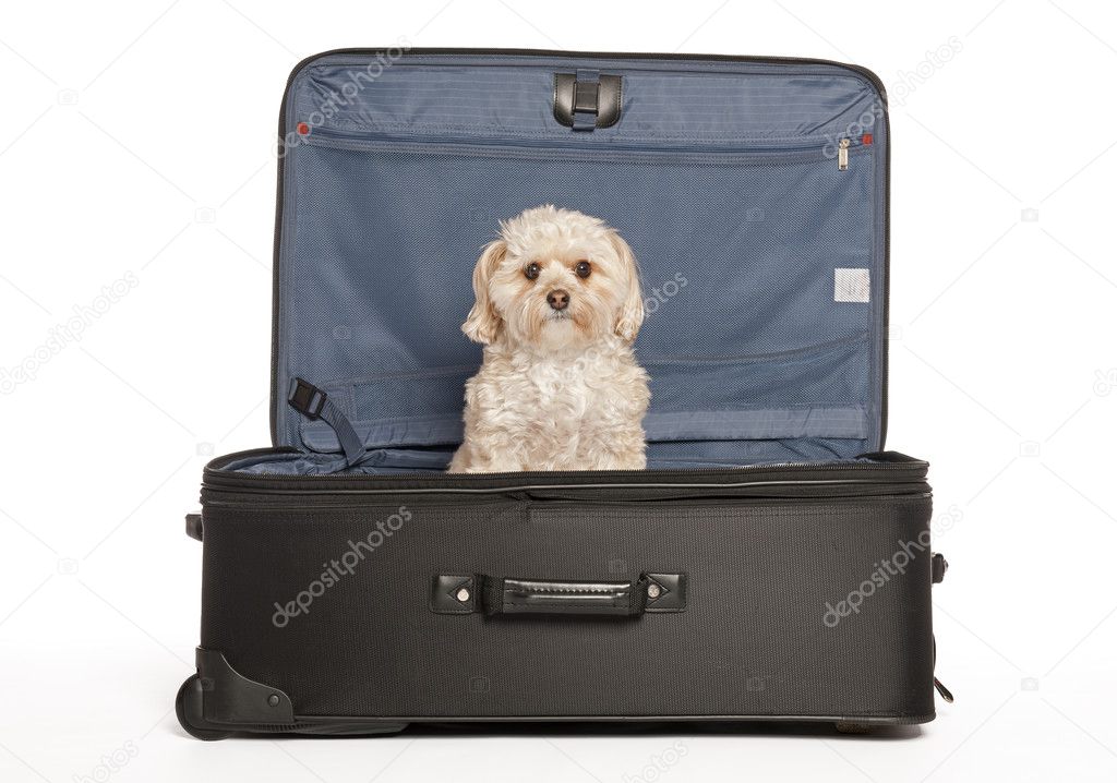 Travel Puppy