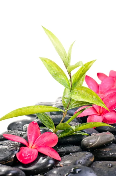 Black zen stones with red flowers — Stock Photo, Image