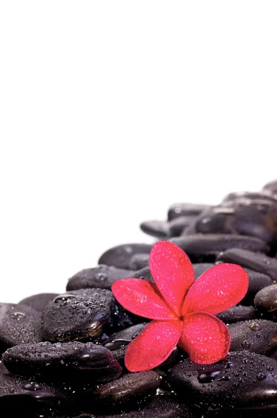 Flor sobre piedras zen negras — Foto de Stock