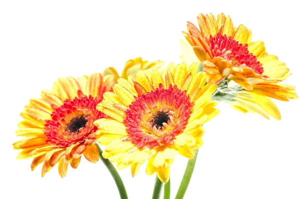 Cinco flores de gerberas amarillas anaranjadas — Foto de Stock