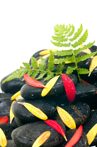 Samambaia verde, pétalas de gerbera vermelhas e amarelas em pedra zen preta — Fotografia de Stock