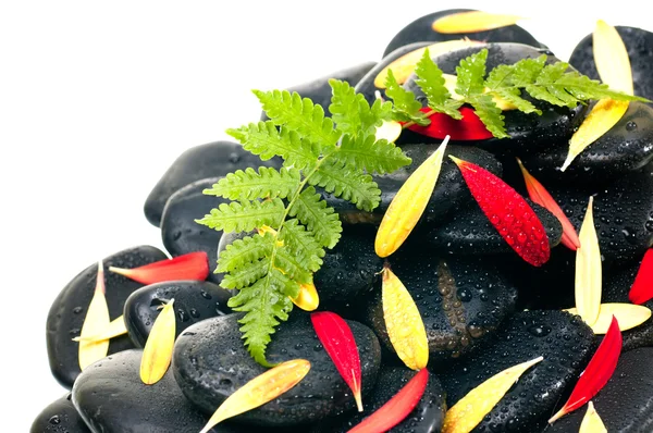 绿色蕨类植物，红色和黄色的非洲菊花瓣上黑禅石 clo — 图库照片