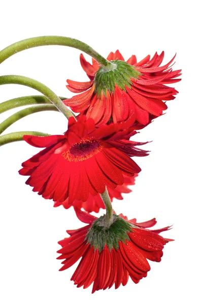 Hängende rote Gerbera-Blume von oben — Stockfoto