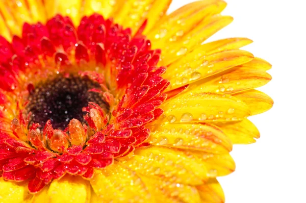 Orange yellow Gerbera extreme close up with water drops — Stock Photo, Image