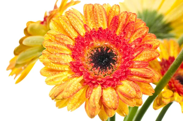 Orange yellow gerbera flower extreme close up — Stock Photo, Image