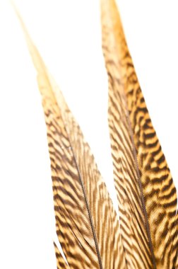 Golden pheasant tail feathers close up clipart