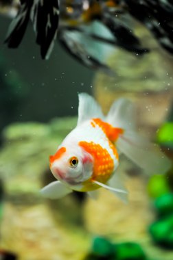 Pearlscale oranda goldfish clipart