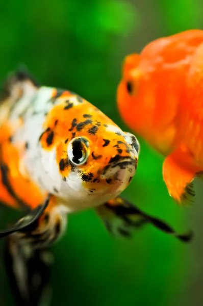 American shubunkin and gold oranda close up in a fish tank — Stock Photo, Image