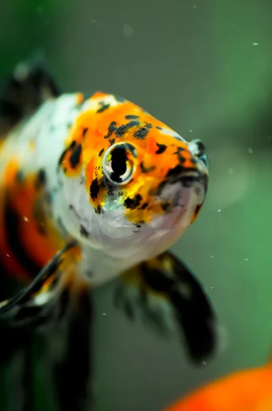 American shubunkin close up in an aquarium — Stock Photo, Image