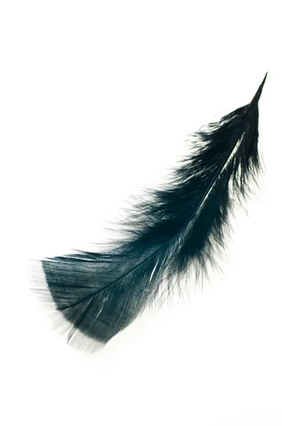Black feather isolated on white background — Stock Photo, Image