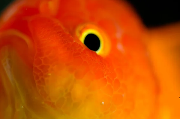 Zlatá rybka zlatá oranda extrémní zblízka — Stock fotografie