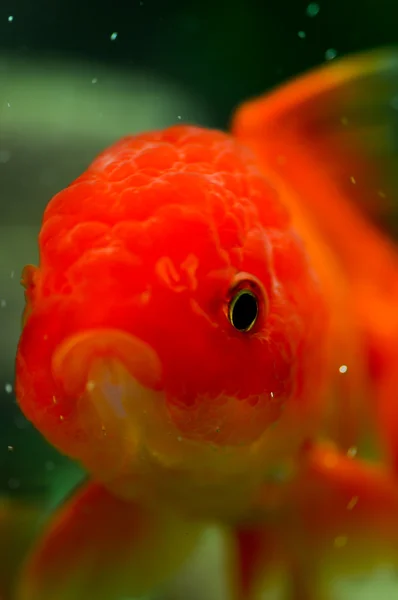 Oro oranda goldfish de cerca — Foto de Stock