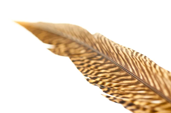 Bażant złocisty ogon pióro z bliska — Zdjęcie stockowe