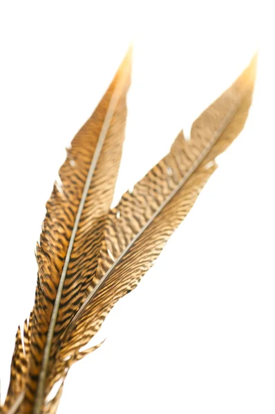 Golden pheasant tail feathers over white — Stock Photo, Image