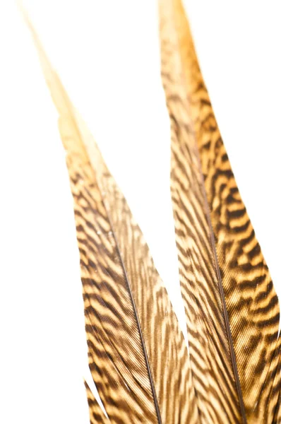 Zlatý Bažant ocasní pera zblízka — Stock fotografie