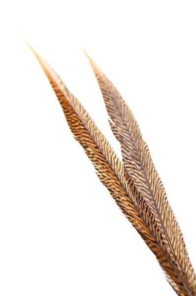 Plumas doradas de la cola de faisán — Foto de Stock