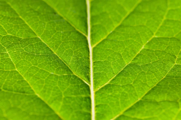 Grönt blad extrem närbild — Stockfoto