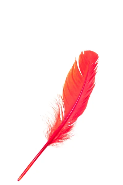 흰색 배경에 고립 된 빨간 깃털 — 스톡 사진
