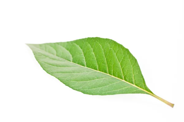 stock image Single green leaf close up