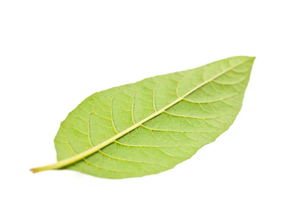 stock image Single green leaf on opposite side close up