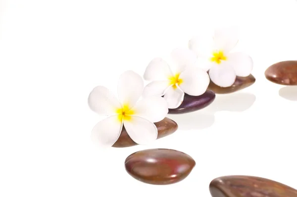 White frangipani flowers on red zen stone — Stock Photo, Image