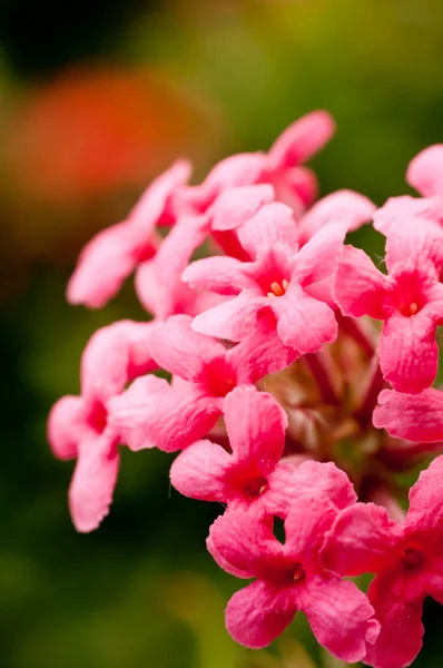 Aşırı yakın çekim çiçek kokulu pembe panama gül — Stok fotoğraf