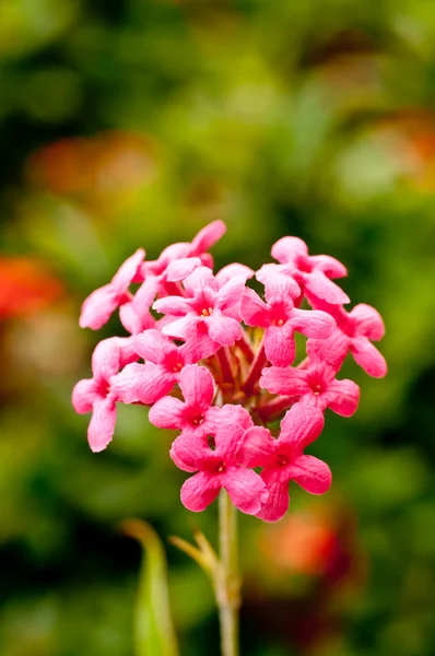 Pembe panama gül çiçek kadar yakın — Stok fotoğraf