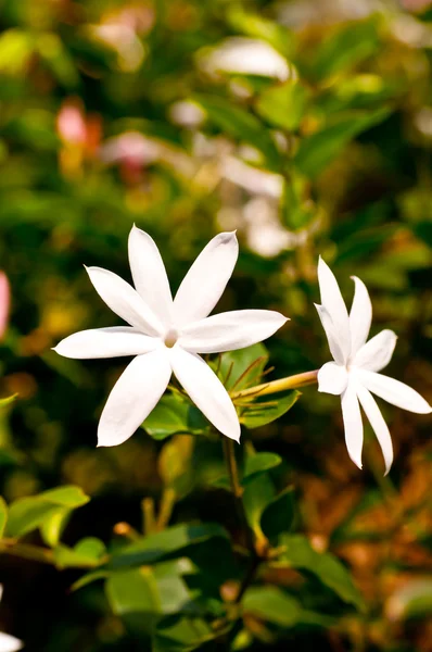 Bílých jasmínových květů — Stock fotografie
