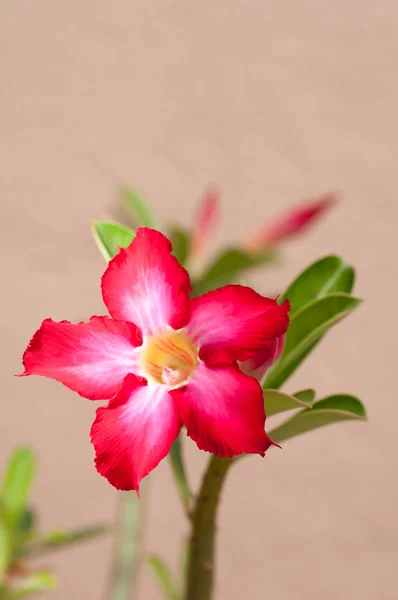 砂漠のバラの花 — ストック写真