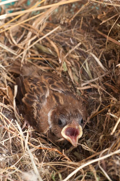Μωρό σπίτι sparrow — Φωτογραφία Αρχείου
