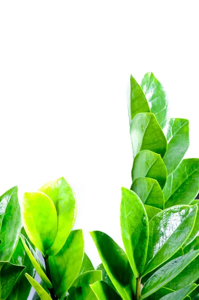Groene bladeren close-up — Stockfoto