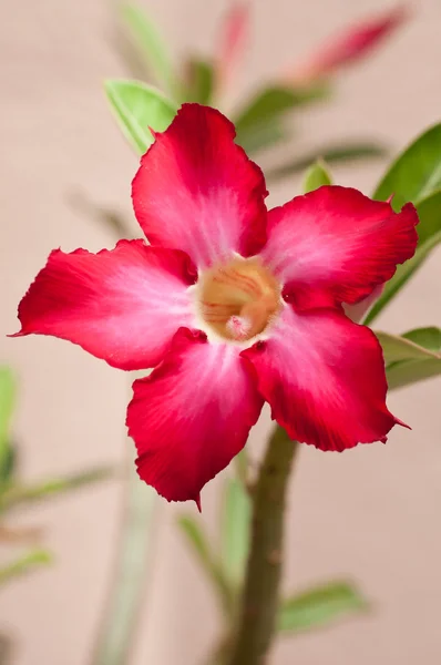 Red desert rose flower close up — Stock Photo, Image