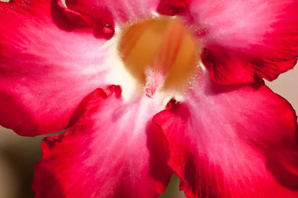 Red desert rose flower extreme close up — Stock Photo, Image