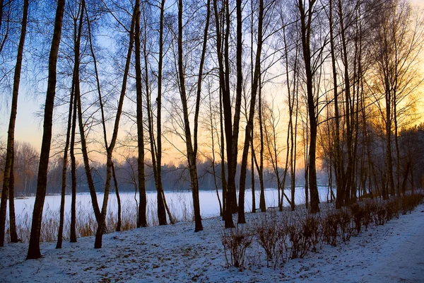 stock image Winter sunny landscape, snow garden tree view